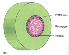 <p>Encontra-se em fósseis de zosterofilófitas.</p><p>O metaxilema está localizado no interior da massa do xilema e o protoxilema nas bordas, como vários grupos próximos do floema.</p>