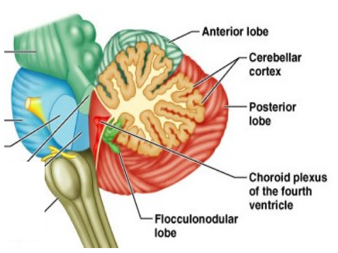 <ul><li><p class="">Regulates motor control, coordination, timing &amp; motor learning</p></li><li><p class="">Involved in attention, language, fear &amp; pleasure</p></li><li><p class="">Receives input from spinal cord &amp; other brain areas</p></li><li><p class="">Loss of function causes coordination issues, dizziness, impaired speech</p></li><li><p class="">Linked to cognitive disorders like autism, schizophrenia &amp; dyslexia</p></li></ul><p></p>