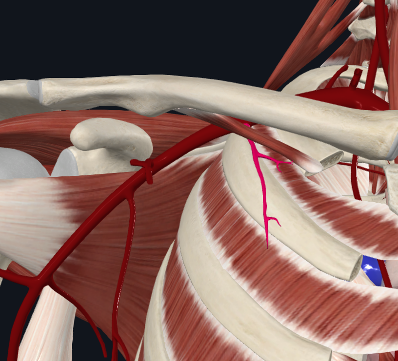 <p>What artery is this</p>