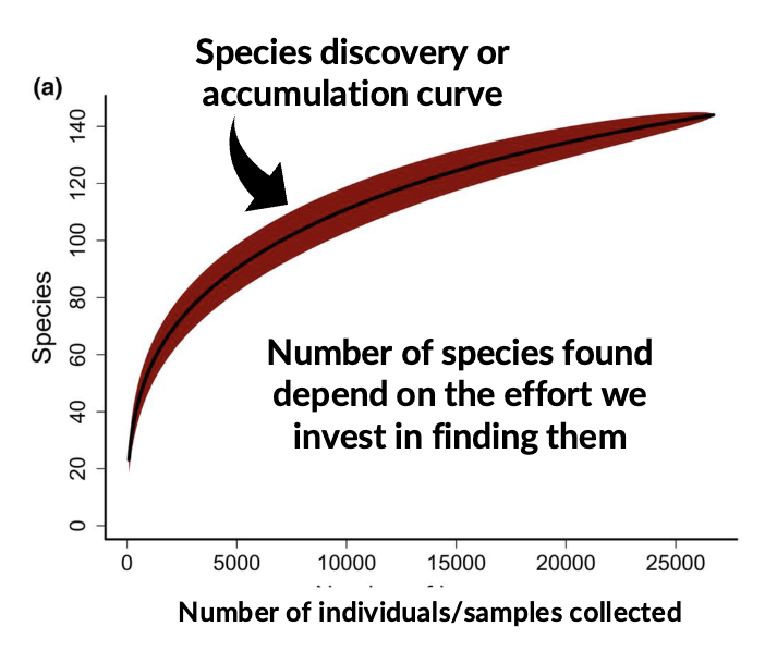 <ul><li><p>Number of species discovered depends on effort invested</p></li></ul><p></p>