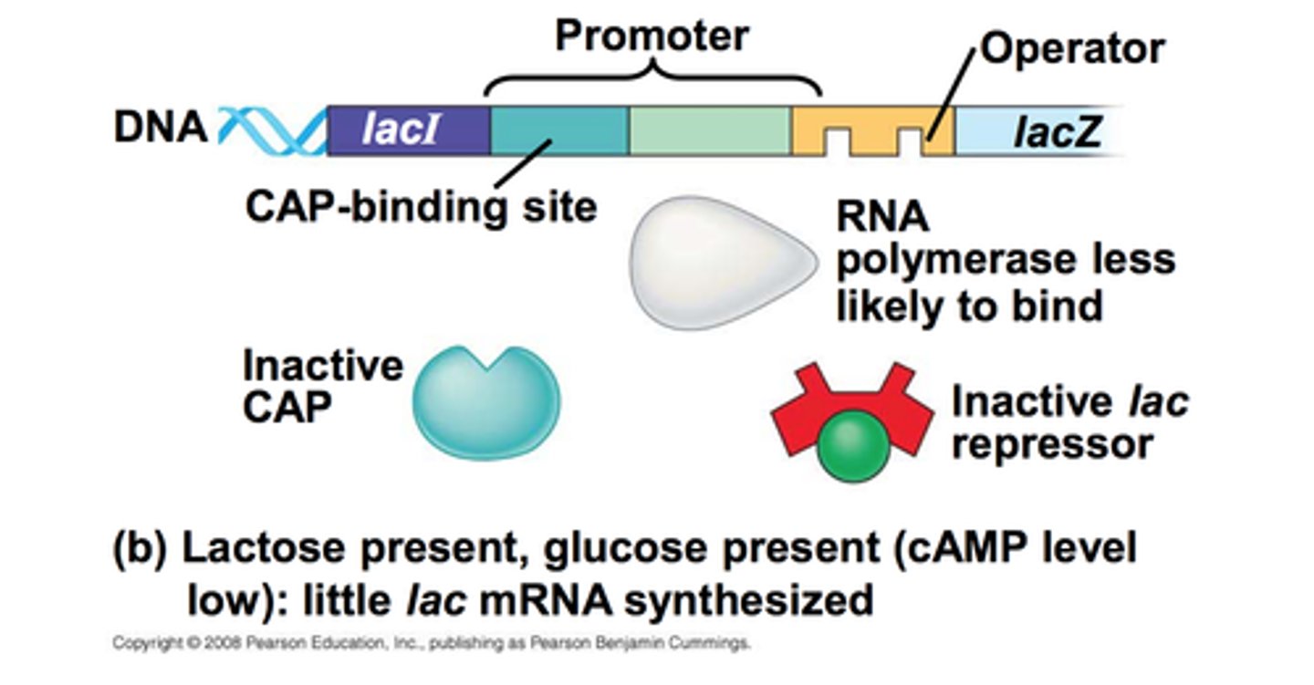 <p>changes to DNA itself that alter expression (ex: removing LacO, removing CRP binding site)</p>