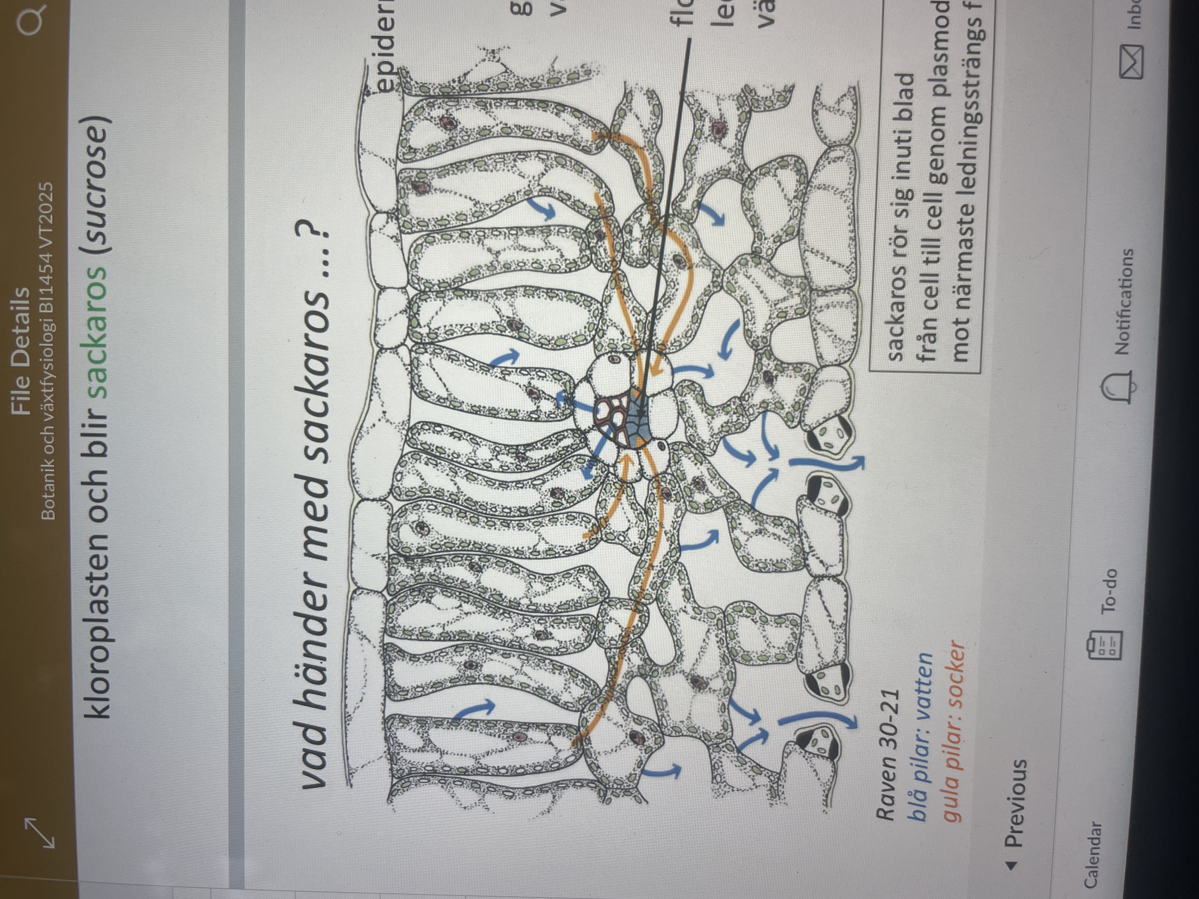 <p>Det rör sig inuti blad från cell till cell genom plasmodesmer till mot närmaste ledningssträngs floem</p><p>Det transporteras sedan som sockerlösning genom floem och lagras till slut som stärkelse</p>
