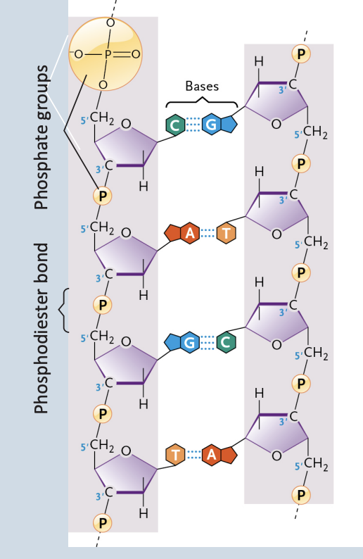 <p>Encodes information for amino acid sequence of proteins</p><p> </p><p>Double helix → 2 polynucleotide strands connected by hydrogen bonds</p><p> </p><p>Base-pairing rules → A with T → G with C</p><p> </p><p>Consist of polynucleotide chains, with one nucleotide linked to the next by a <strong>phosphodiester bond</strong></p>