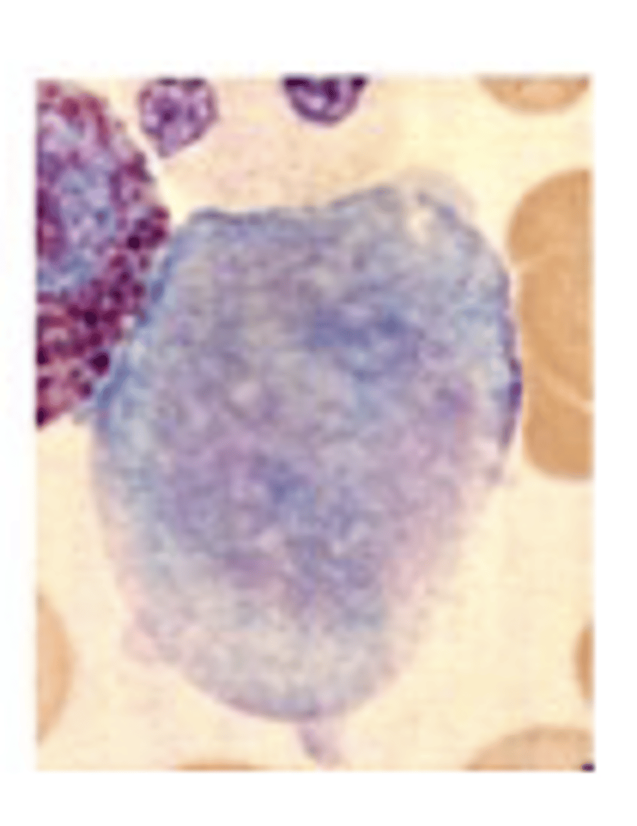 <p>What stage of erythropoiesis is observed?</p>