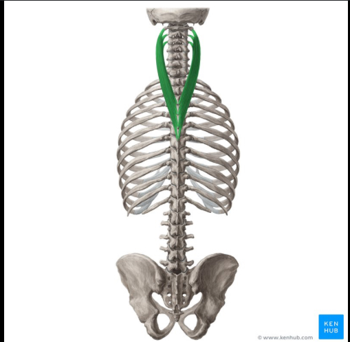 <p>Identify this structure and anatomical significance</p>
