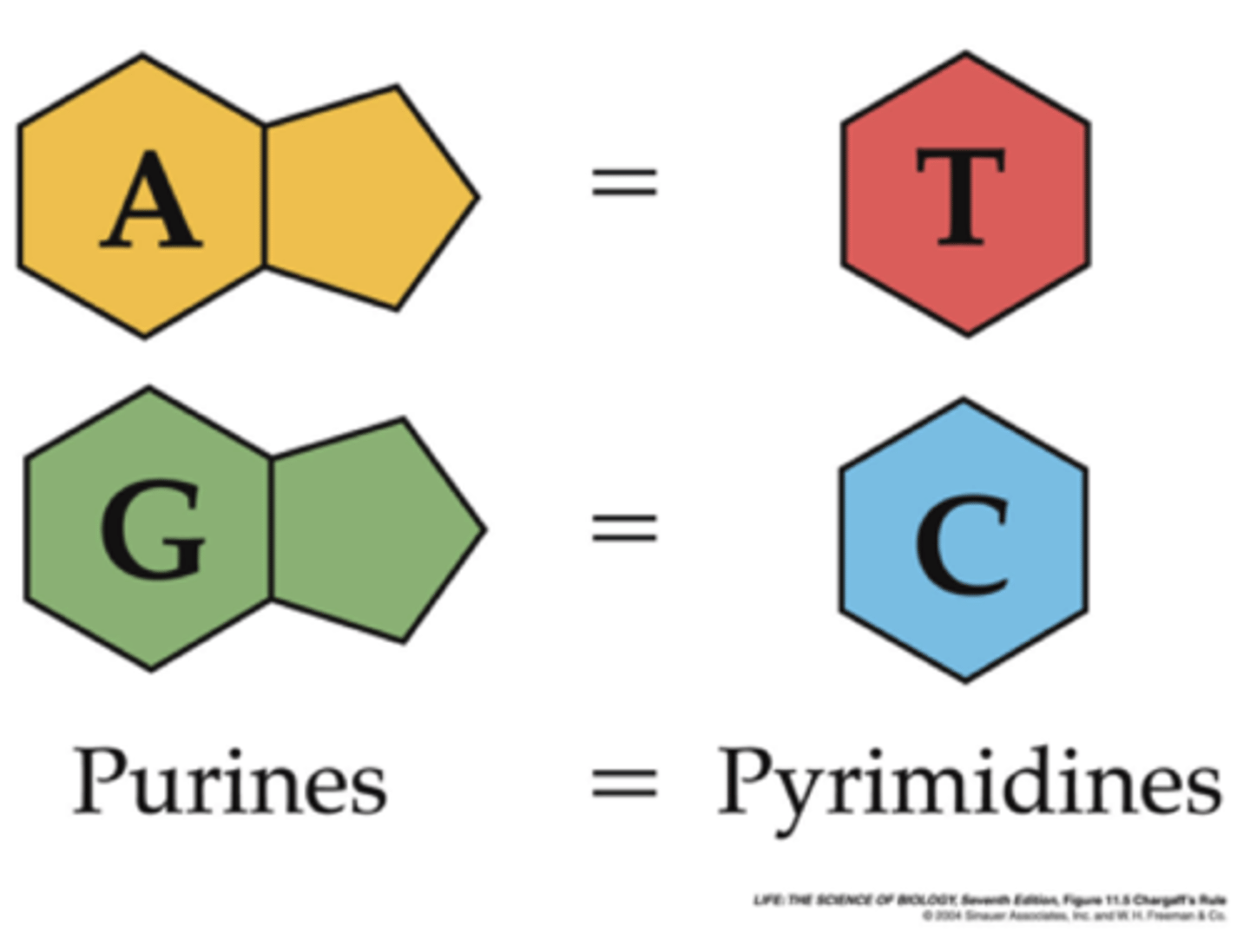 <p>principle that bonds in DNA can form only between adenine (A) and thymine (T) and between guanine (G) and cytosine (C)</p>