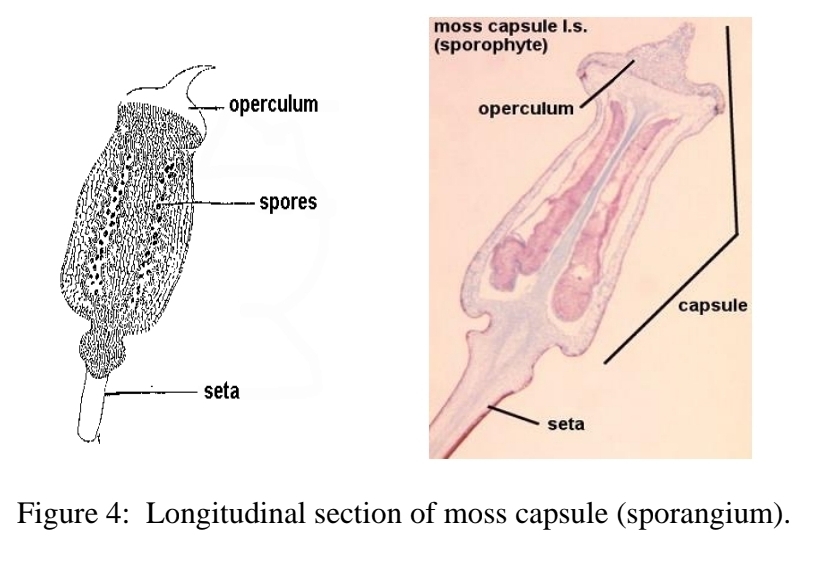 <p>Sporophyte anatomy - capsule</p>