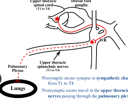 <p>-sympathetic chain ganglia from T1 to T4</p><p>-upper thoracic splanchnic nerves passing through the pulmonary plexus to reach the lungs; pulmonary plexus located anterior and posterior to the root of the lung and along branches of the bronchial tree</p>