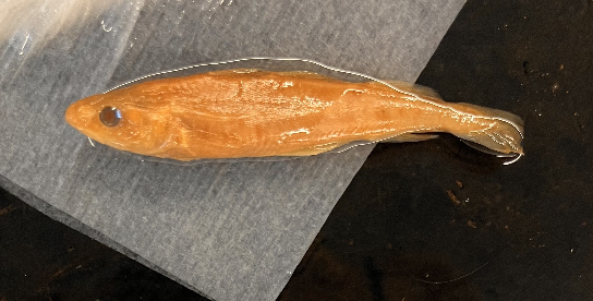 <ul><li><p>3 dorsal fins</p></li></ul><p>Way to remember: <strong>Cod</strong> have <strong>GAD</strong> (generalized anxiety disorder) because they were fished to a <strong>micro </strong>population</p>