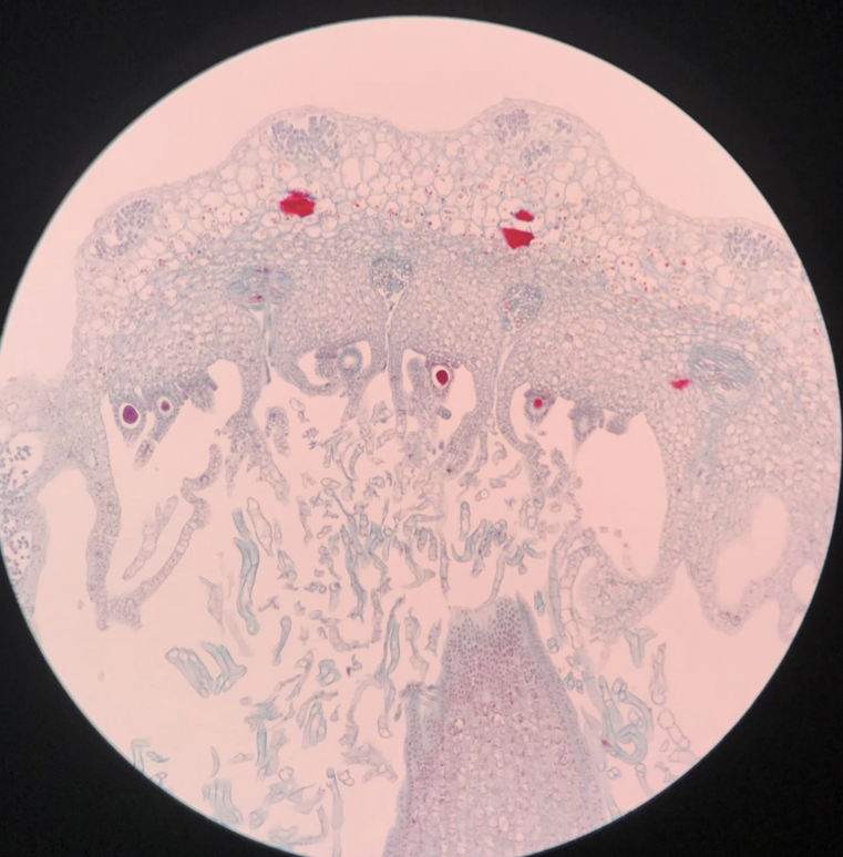 <p>Houses female gametes (egg cells)</p><p>Produces multicellular sporophyte (2n) when eggs are fertilized</p><p>Sporophyte is attached to and nutritionally depend on the female gametophyte</p>