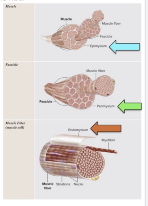 <p>strucutral organization of skeletal muscle? what is fascia?</p>