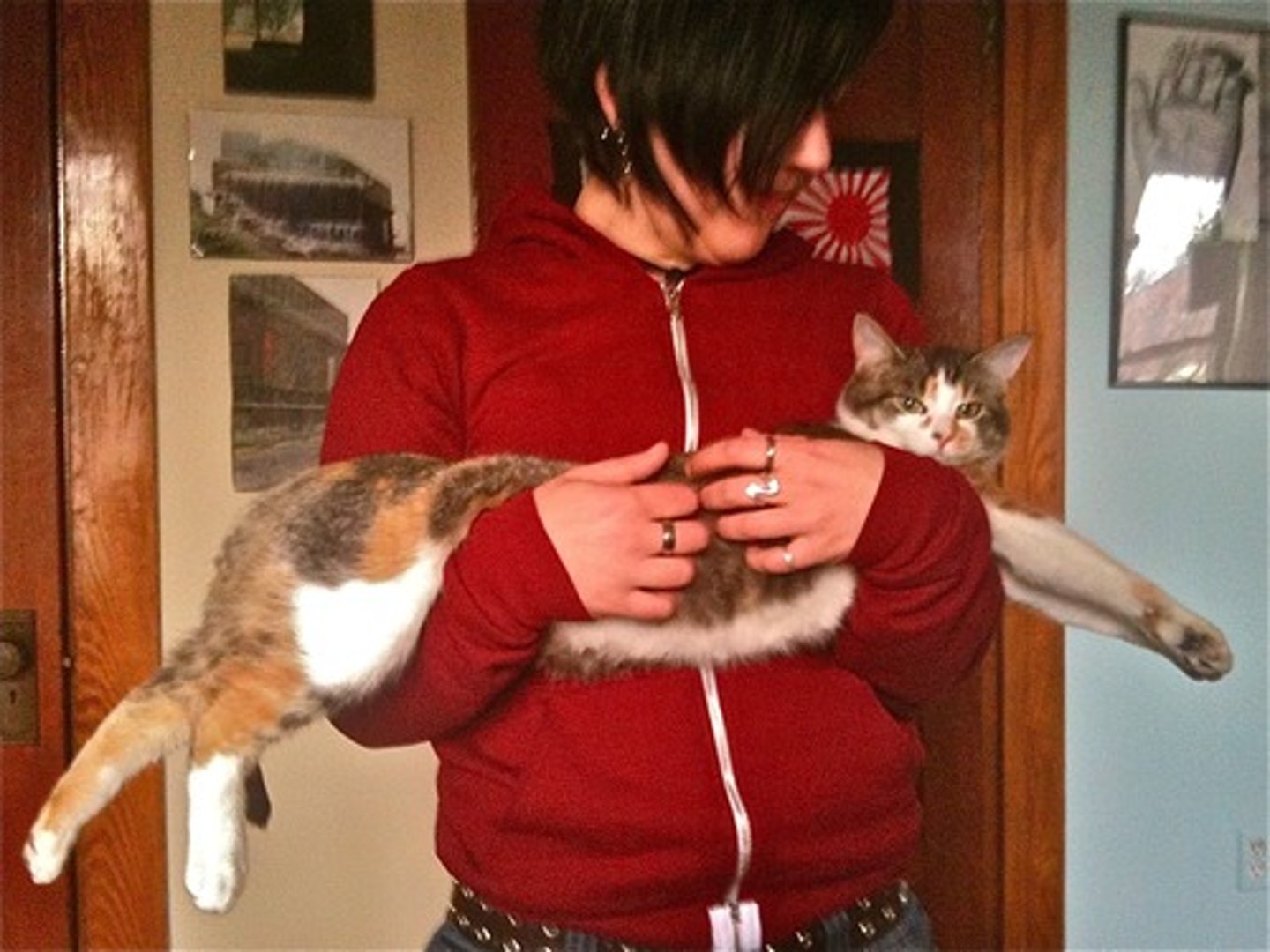 <p>become longer; to extend the length of</p>