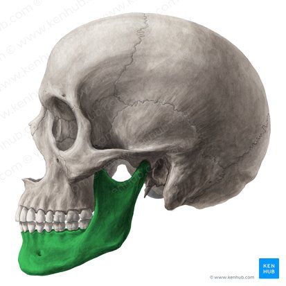 <p>mandible forms </p>