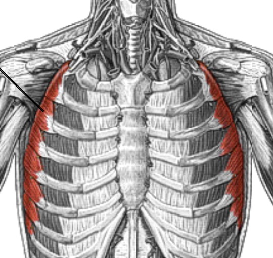 <p>Which muscle of the scapula is:</p><ul><li><p>Lateral surface of ribcage</p></li><li><p>Action: protracts &amp; upper rot scapula</p></li><li><p>Nerve: long thoracic</p></li></ul><p></p>