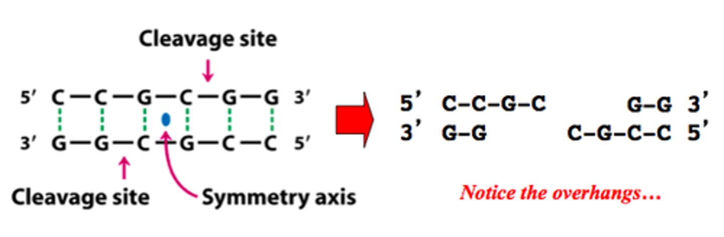 <p>The specific sequence of bases where a restriction enzyme will cut. The sequence of bases reads the same in opposite directions.</p>