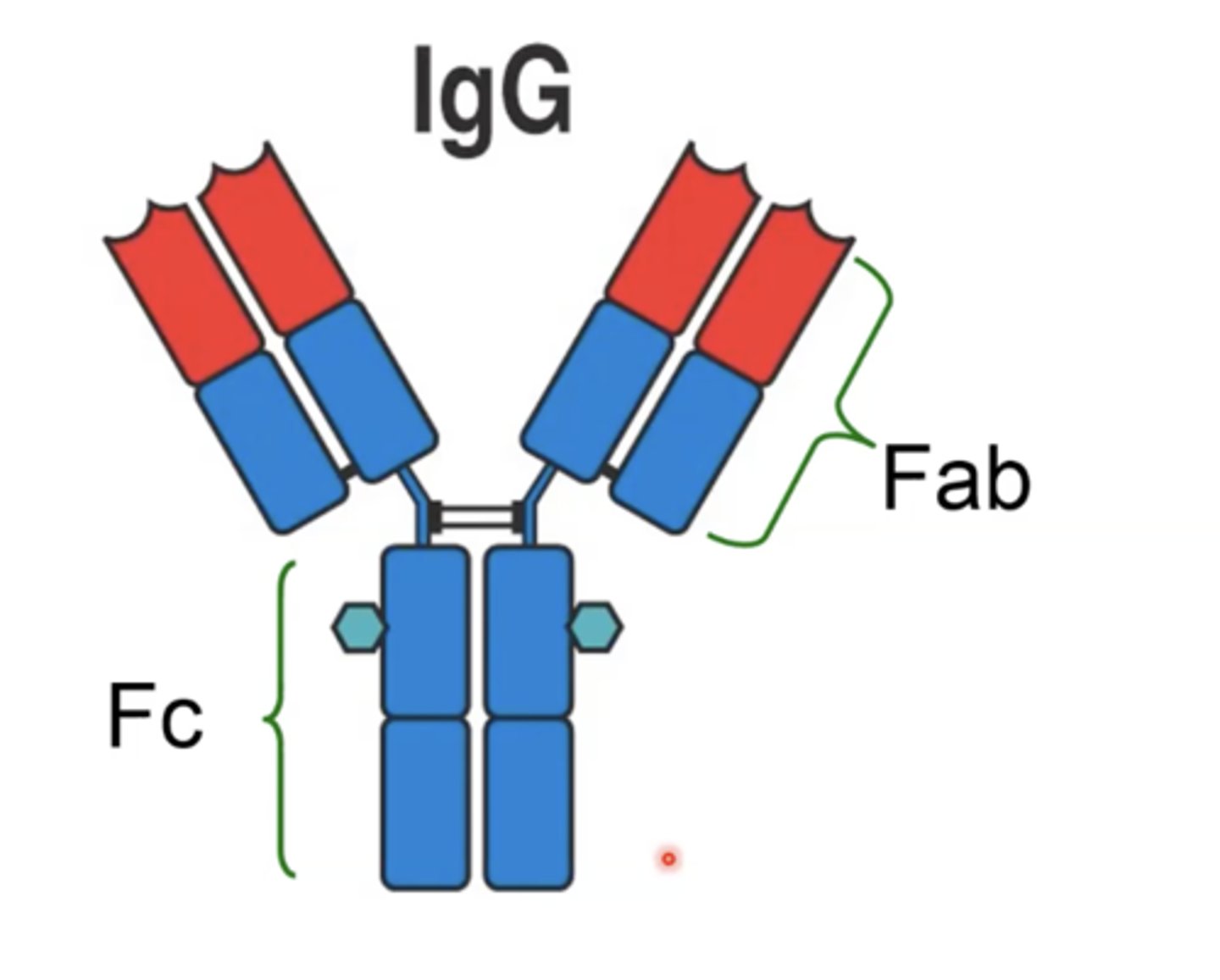 <p>The constant portion of the antibody that may bind to immune cell receptors on macrophages, neutrophils, and mast cells</p>