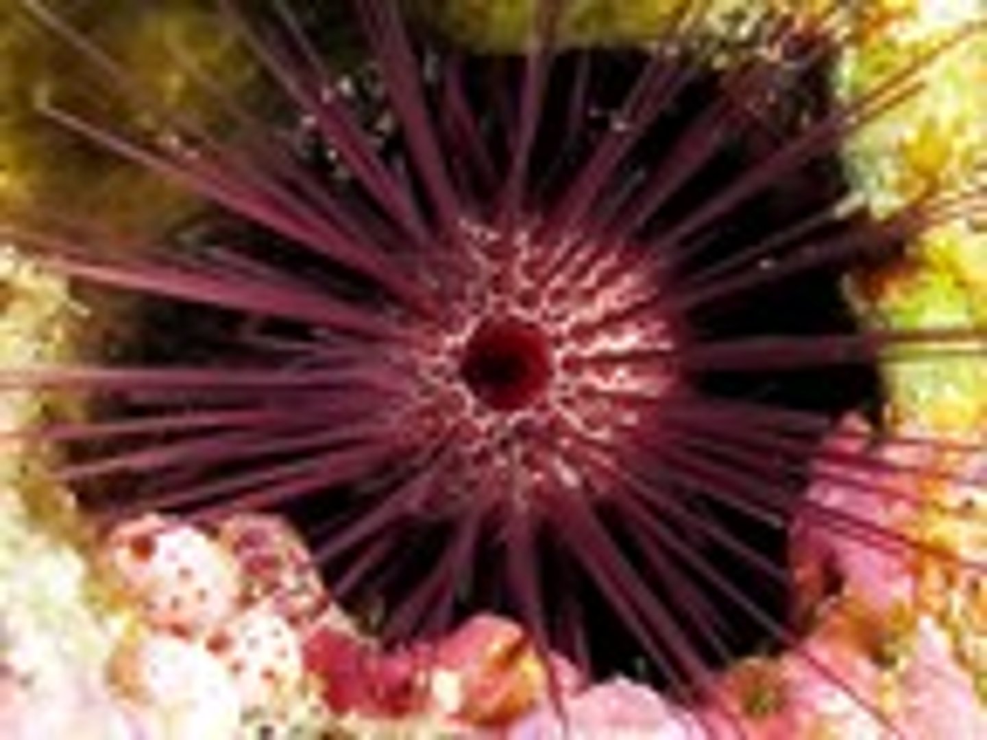 <p><em>Echinostrephus aciculatus</em></p>