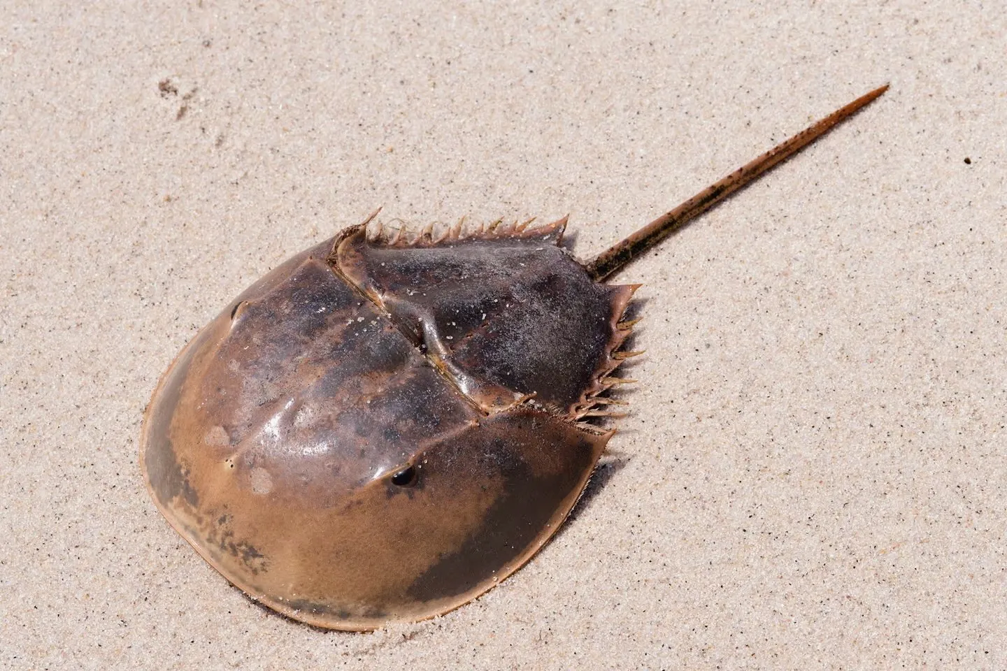 <p>What is this animal called?</p>