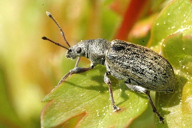 <ol><li><p>Proboscis (short and broad, or long and slender) with chewing mouthparts at the tip</p></li><li><p>Antennae elbowed and arising near the middle of the proboscis</p></li></ol><p></p>