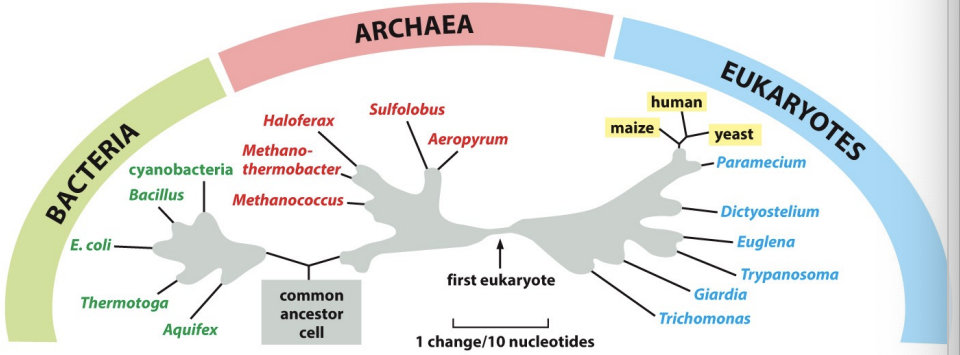 <p>-Best evidence suggests a common ancestry for all organisms on earth</p><p></p><p>-The fact that the fundamentals of life processes (DNA, RNA, protein as well as certain metabolic pathways) are similar in all cells argues that there was a “common ancestor cell.” If there were other cells, their progeny did not survive to present. DNA sequence comparisons give the best resolution for evolutionary relationships.</p><p></p><p>-organisms that have most similar DNA sequences are highly related bc have not accumulated a lot of mutations</p>