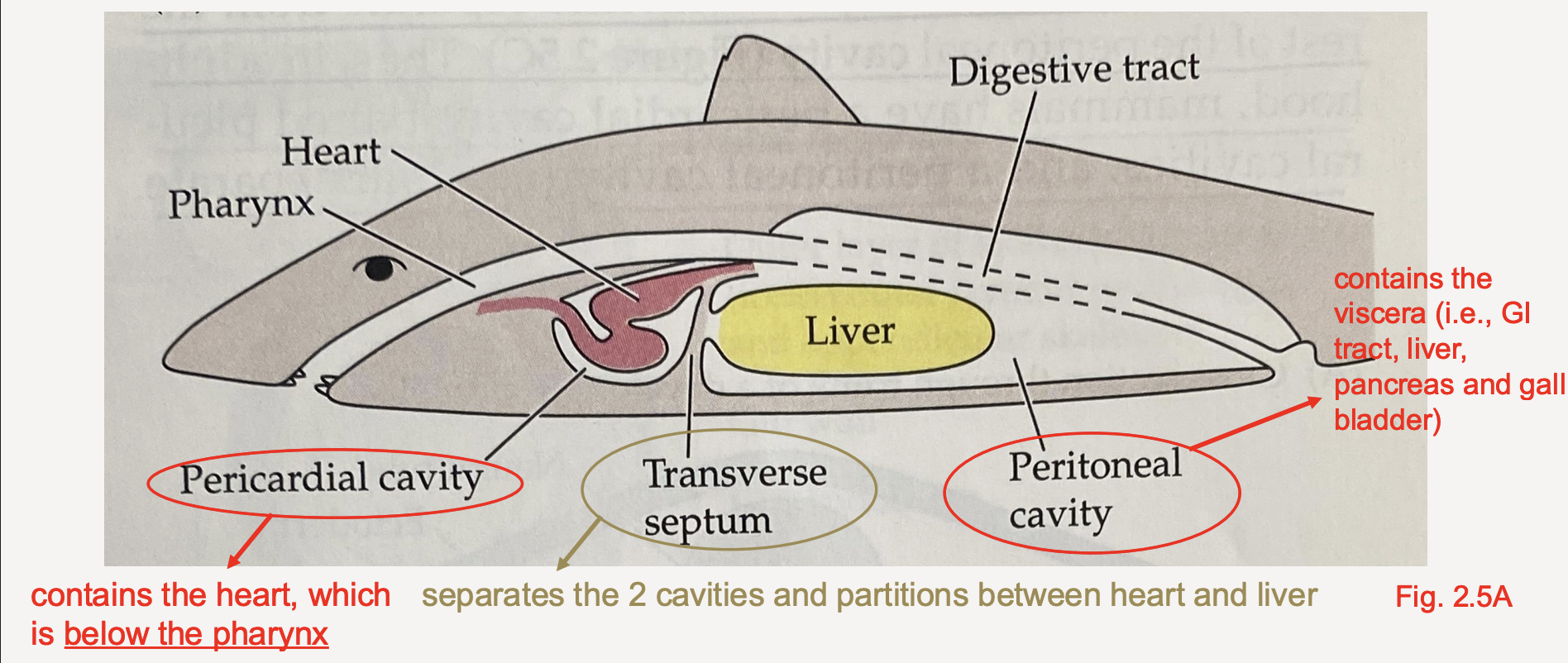 <p>pericardial cavity & peritoneal cavity</p>