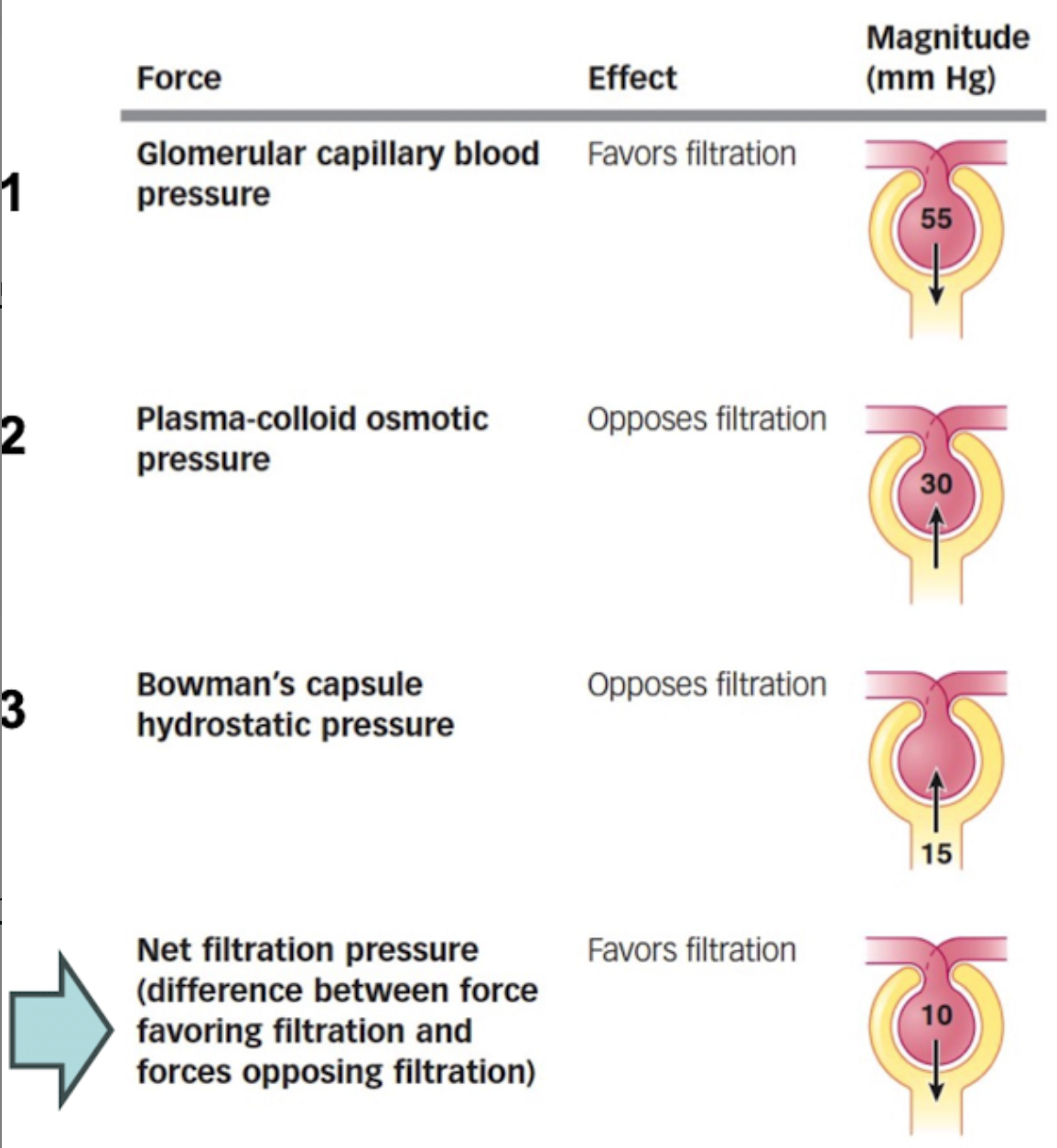 <p>the fluid pressure within the glomerular capillaries. </p><ul><li><p>Favors filtration</p></li></ul><p></p>
