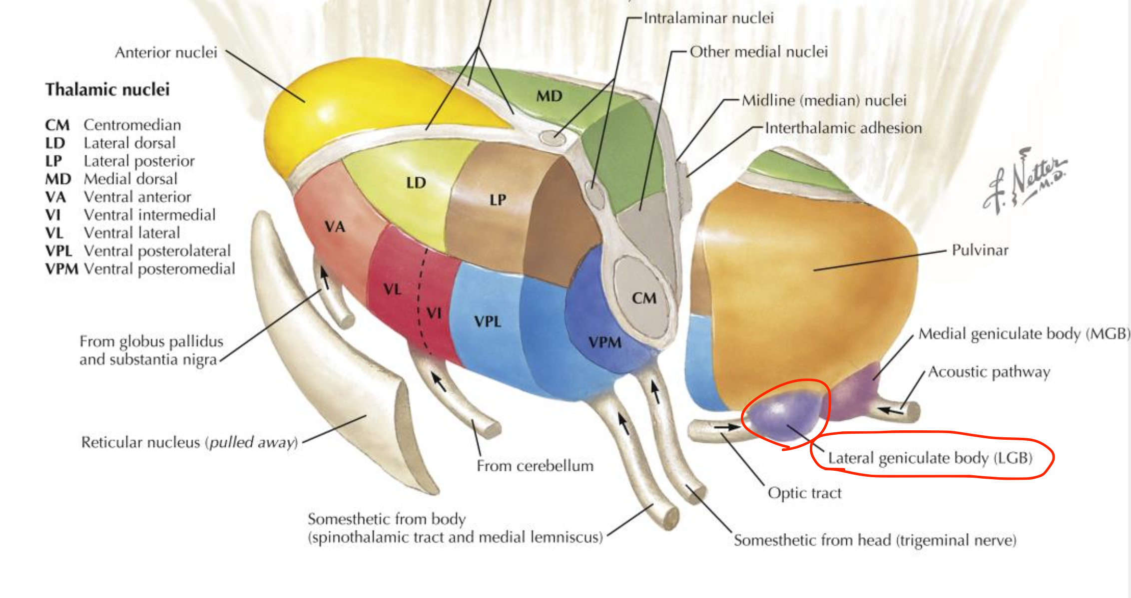 <p>Lateral geniculate body (LGB)</p>