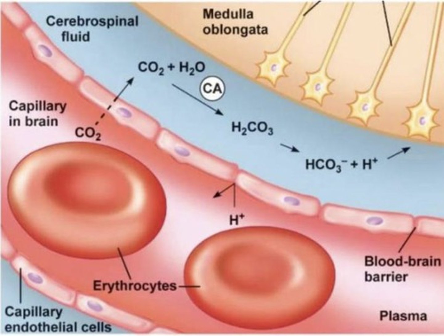 <p>Enzyme converting CO2 + H2O into HCO3- and H⁺.</p>