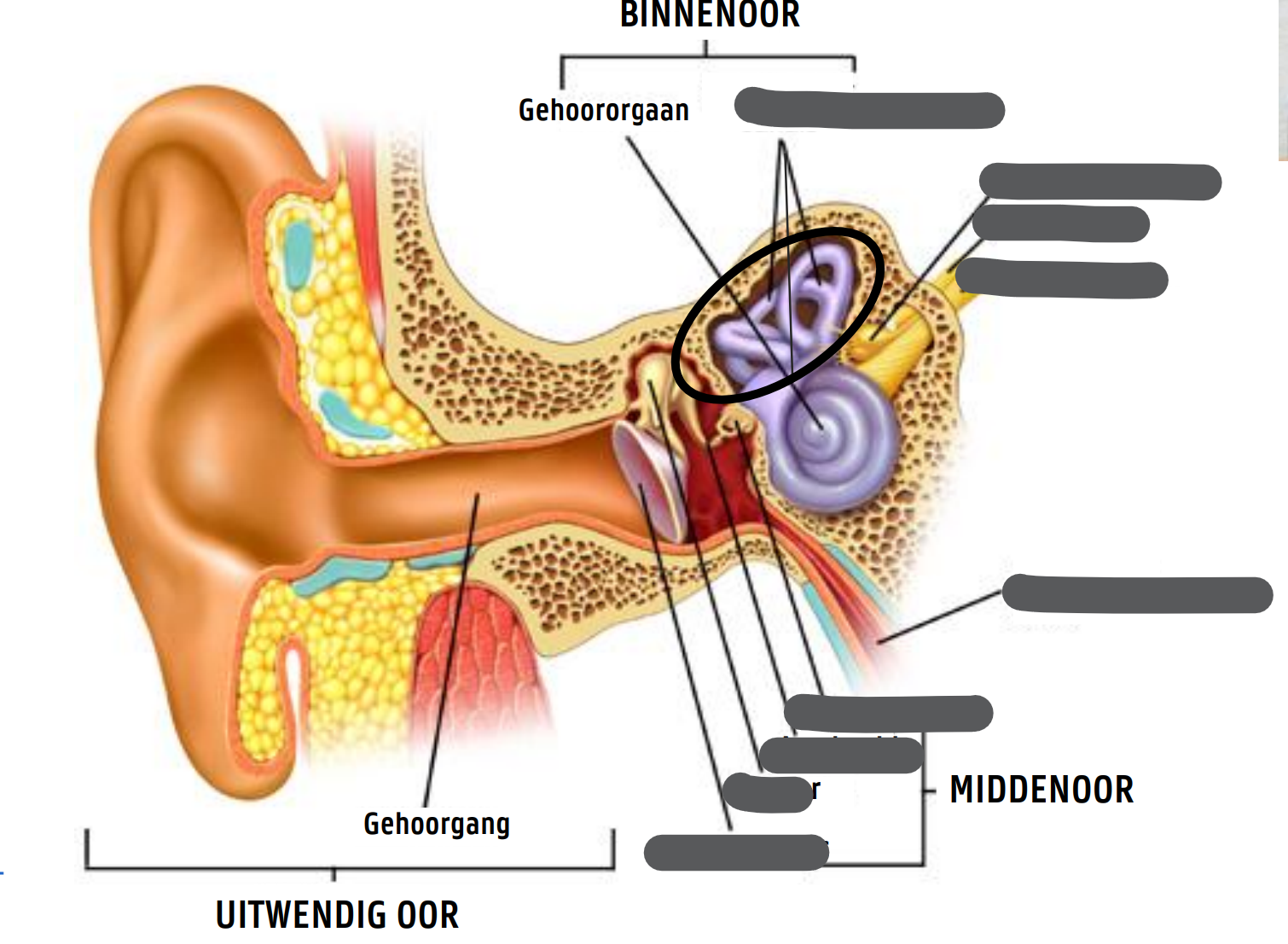 <p>BINNENOOR (LABYRINT)</p>