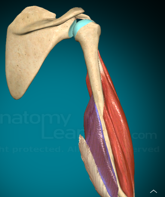 <p>What does the Triceps Brachii Medial Head do?</p>