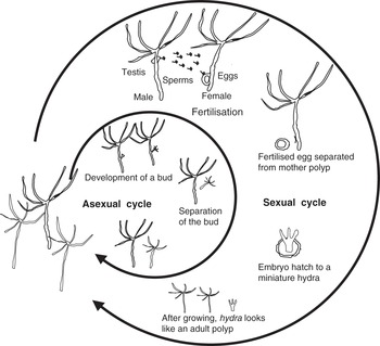 <ul><li><p><span>&nbsp;Testes produce sperm &amp; ovaries produce eggs → Fertilization occurs → Zygote forms.</span></p></li></ul><p>Example: Hydra circumcincta</p>