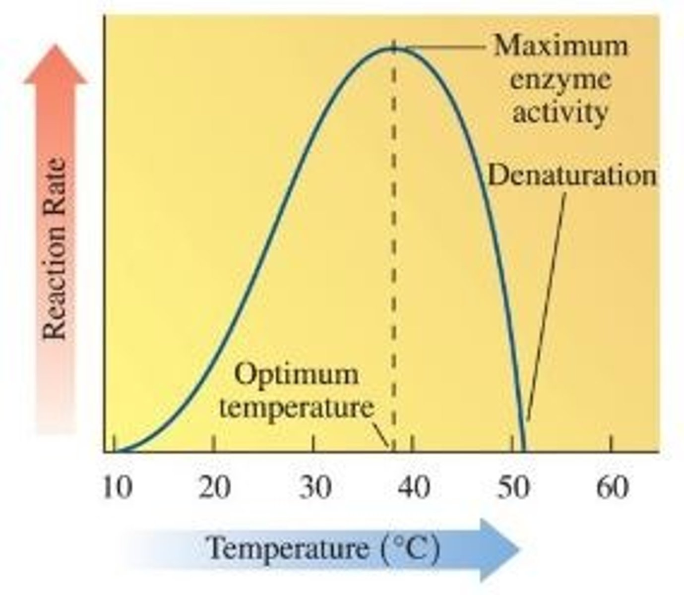 <p>Temperature at which enzyme is most active, catalysing the largest number of reactions per second</p>