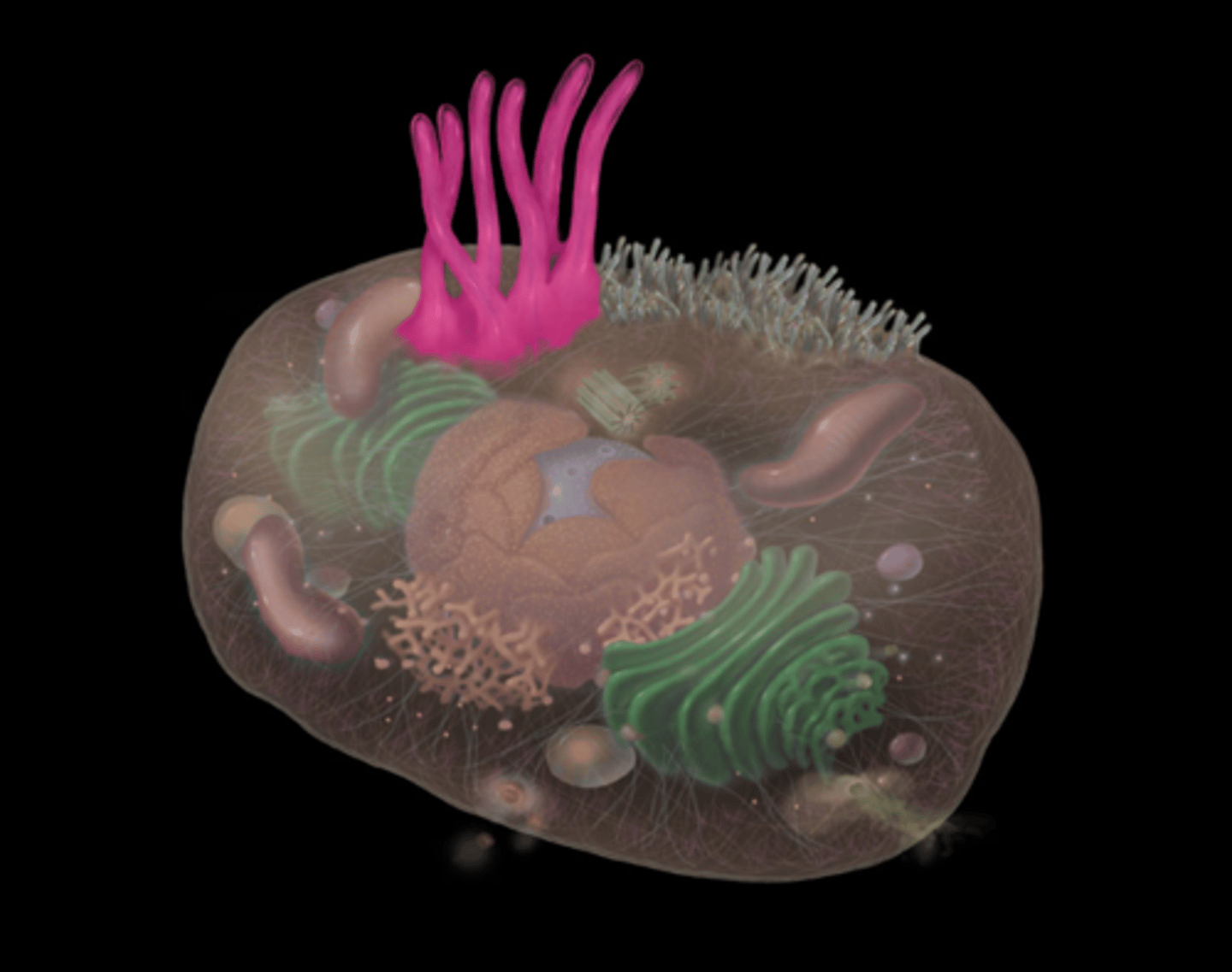<p>highlighted in pink</p>