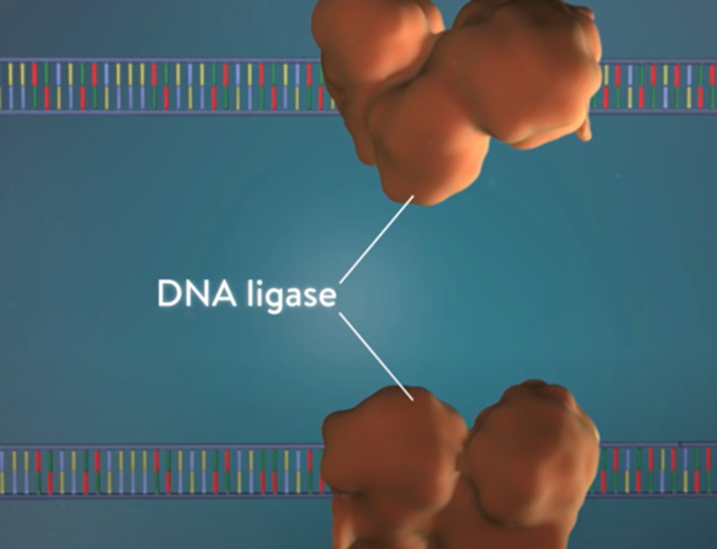 <p>Ligase joins all fragments together, completing the two continuous DNA strands.</p>
