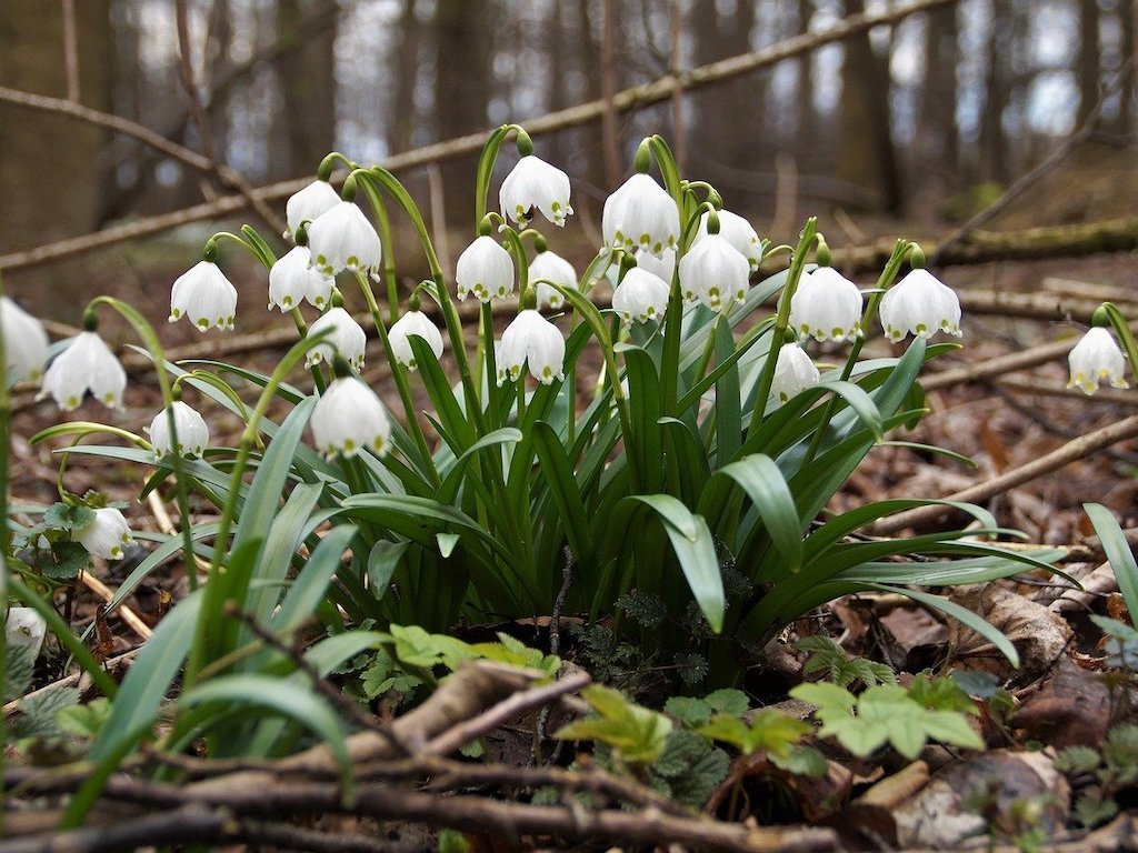 <p><em>Amaryllidaceae</em> - amarylkovité</p><p><em>Leucojum vernum</em> - bledule jarní</p>