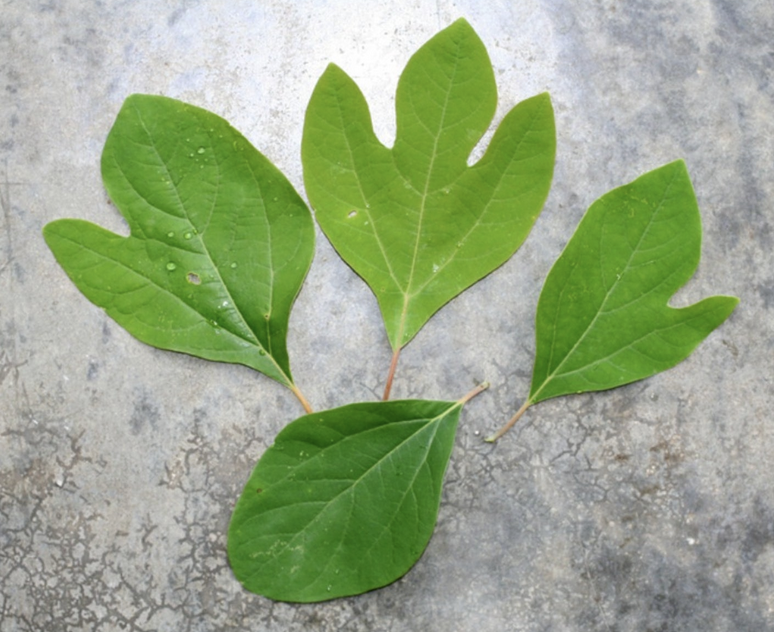 <p><em>Sassafras albidum</em></p><p>Lauraceae</p>