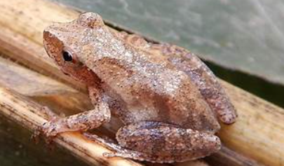 <p>Pseudacris crucifer</p>