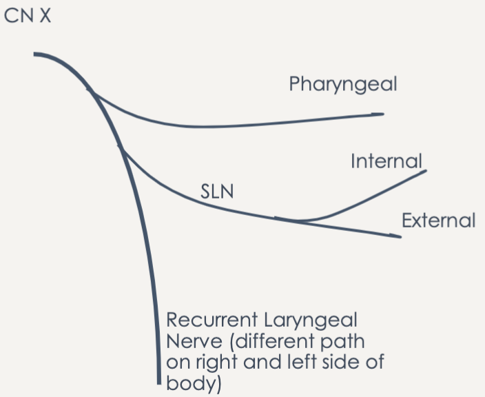 pharyngeal

superior laryngeal → internal and external

recurrent laryngeal
