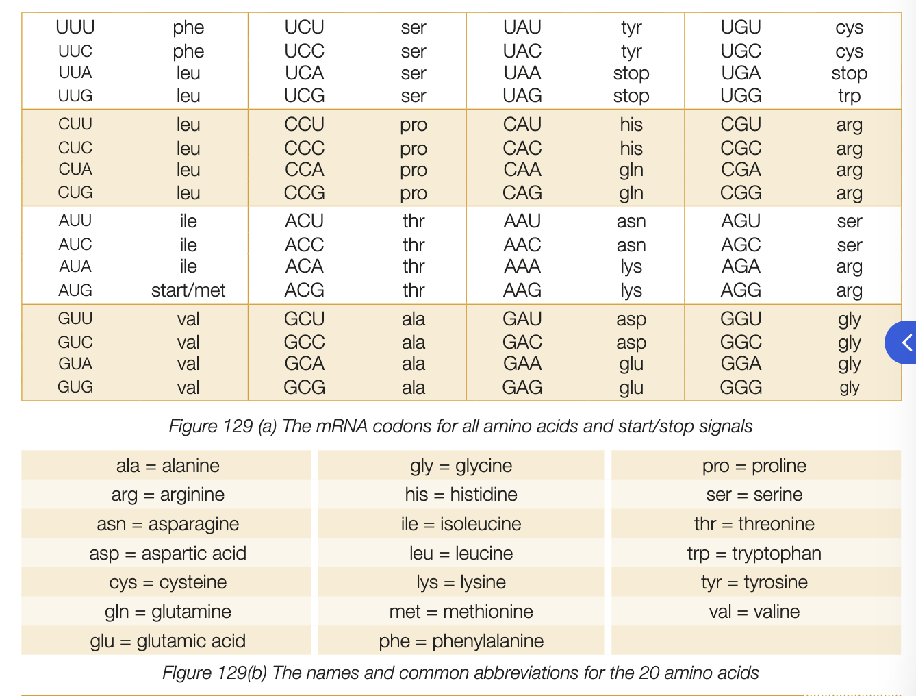 <ul><li><p>codons are smallest unit necessary to code for all 20 amino acids</p></li><li><p>make up both coding DNA strand and mRNA strands </p></li><li><p>mRNA molecules transmit copy of gene from coding strand from nucleus to ribosome - sequence of codons is translated into amino acids</p></li><li><p>codons are base triplets thereofre, no of nucleotides making mRNA must be x3 no. of amino acids in protein </p></li></ul><p></p>