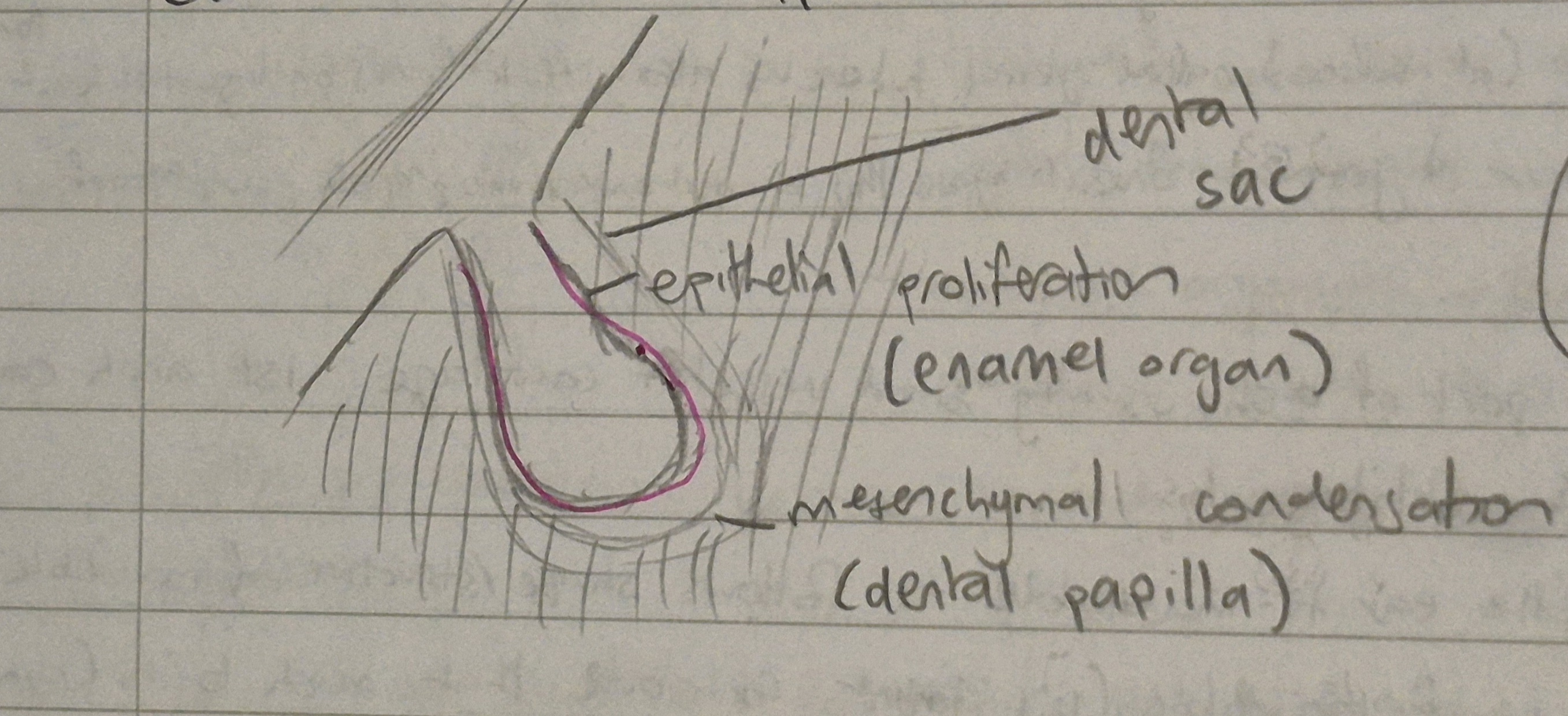 <ul><li><p><mark data-color="#d1b326" style="background-color: #d1b326; color: inherit">under influence of the NCC’s</mark>, 10 rounded projections/buds (enamel organs) appear on the labial surface of the dental lamina (corresponding to 10 deciduous teeth!)</p></li><li><p>each bud is surrounded by a mesenchymal condensation (which is the dental papilla and the dental sac)</p></li><li><p>each lamina (from step 1) have 10 tooth buds each</p></li></ul><p></p>