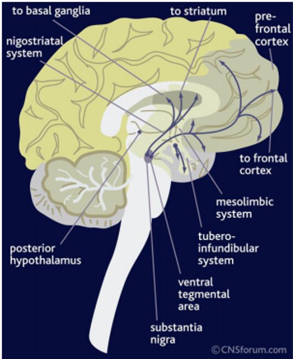 <p>midbrain component; contain cell bodies that produce dopamine and are critical for movement; also involved in mood, reward, and addiction</p><p>degeneration of these areas are involved in Parkinson's disease</p>