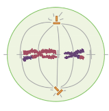 **Which stage of meiosis II is the cell in?**