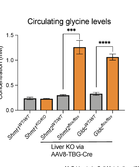 <ul><li><p>historically, glycine cleavage system was thought to be major pathway of glycine clearance in mammals</p></li><li><p>however, liver knockout of either SHMT2 or major enzyme of the glycine cleavage system (<strong>GLDC</strong>) dramatically <strong>elevate glycine levels</strong> in mouse models</p></li></ul><p></p>