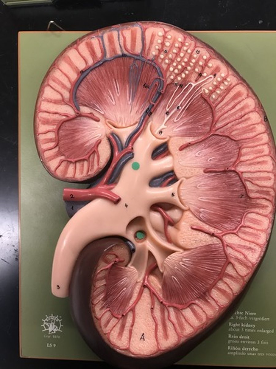 <p>Name this STRUCTURE</p>