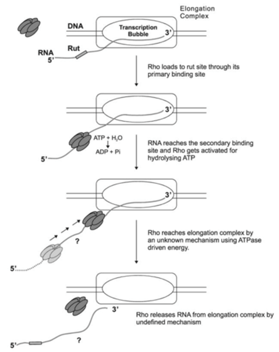 <p>Requires RNA-DNA helicase, Rho protein (trans-acting)</p><p>Rho bind to rut</p><p>Rho termination site allow Rho to catch up with RNA polymerase</p><p>Rho is ATP-dependent</p><p>Rho can't bind rut sites if mRNA being translated so Rho help prevent transcription of mRNA</p>