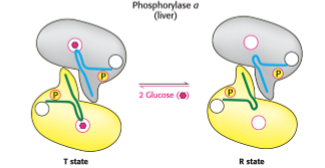 <p>Increased glucose concentration inhibits </p><p>Negative regulation</p>