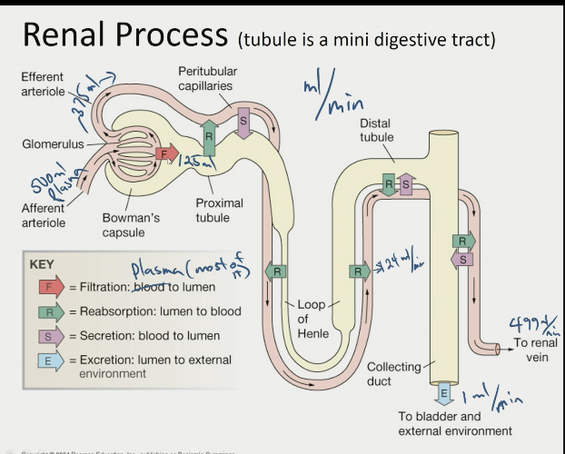 \- glucose usually reabsorbed

\- bilirubin and urea stay in lumen and get highly concentrated in urine