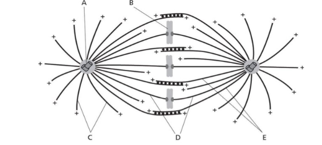 <p>What best describes the phase in mitosis during chromosome attachment to microtubules?</p>