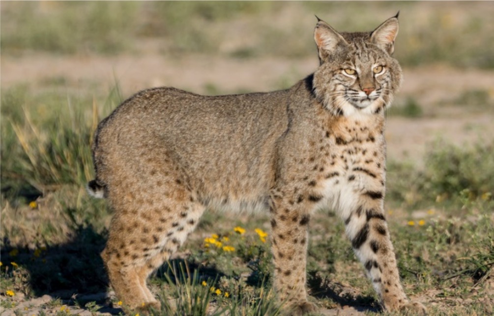 <p>What animal is this?</p>