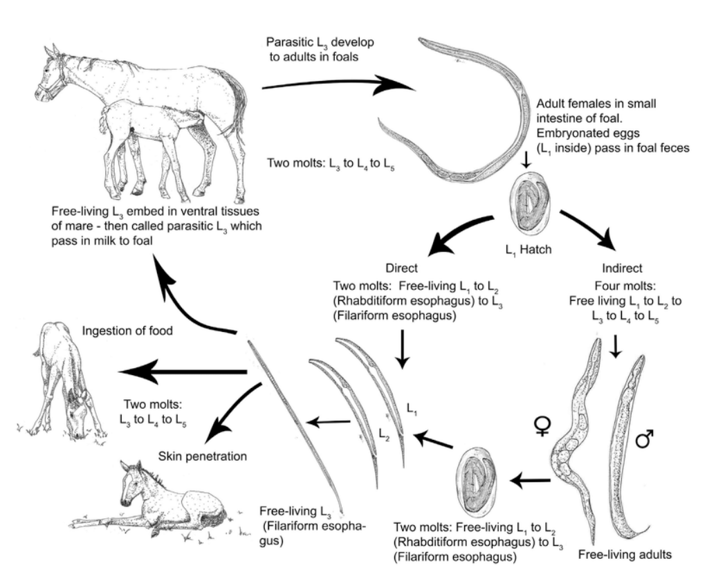 <p>This photo depicts the life cycle of:</p>